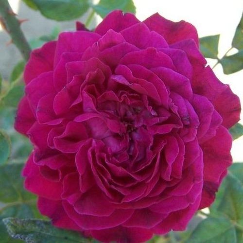 Történelmi - damaszkuszi rózsa - Rózsa - Arthur de Sansal® - Online rózsa rendelés